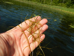 Potamogeton strictifolius