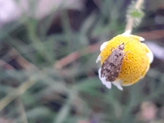 Anthophila fabriciana