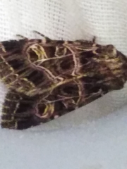 Sideridis reticulata