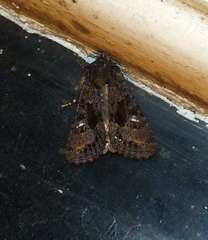 Neumichtis spumigera