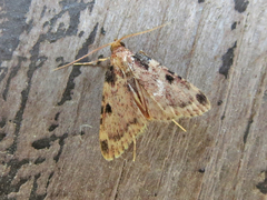 Aglossa costiferalis