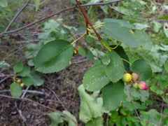 Amelanchier cusickii