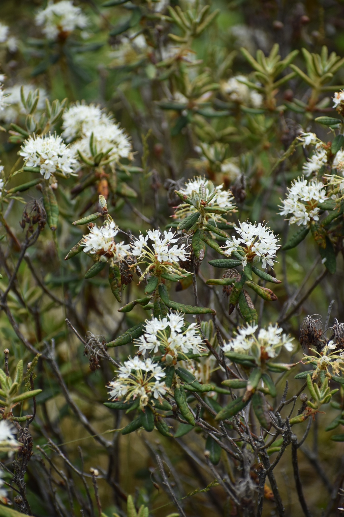 what eats bog labrador tea