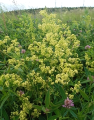 Galium × pomeranicum
