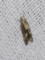Blastodacna atra