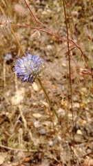 Jasione