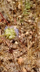 Jasione