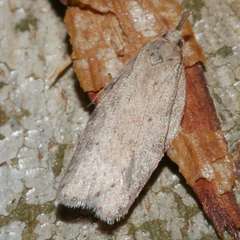 Enchocrates picrophylla