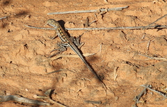 Ctenophorus maculatus