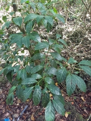 Aidia cochinchinensis