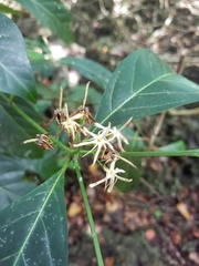 Aidia cochinchinensis