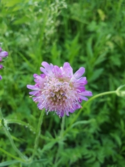 Knautia arvensis