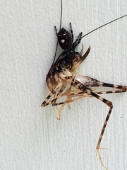 Tachycines asynamorus