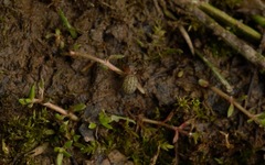 Euophrys frontalis