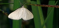 Minoa murinata