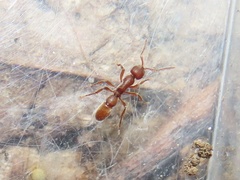 Proceratium pergandei