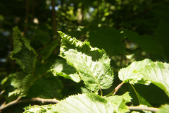 Aculops macrotrichus