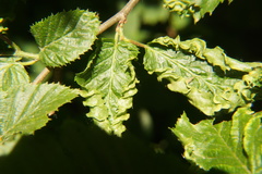 Aculops macrotrichus