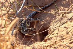 Western Netted Dragon photo 5