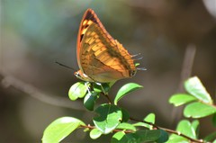 Charaxes macclounii macclounii