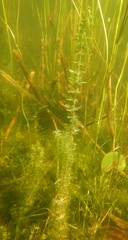 Myriophyllum sibiricum