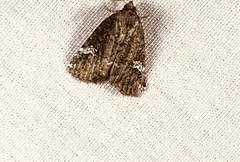 Mesapamea fractilinea