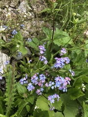 Myosotis alpestris
