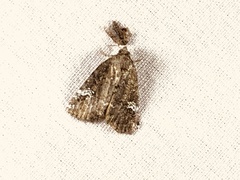 Mesapamea fractilinea