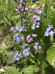 Myosotis alpestris
