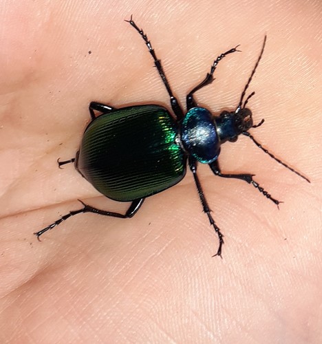 Calosoma sycophanta