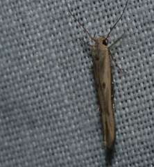 Stathmopoda hyposcia
