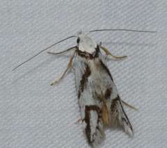 Oxythecta acceptella