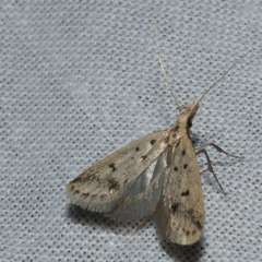 Atheropla decaspila