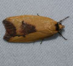 Ageletha hemiteles