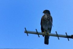 Accipiter virgatus