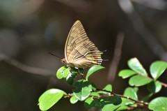 Charaxes macclounii macclounii
