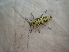Saperda scalaris