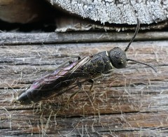 Sapygina decemguttata