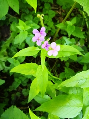 Hesperis matronalis