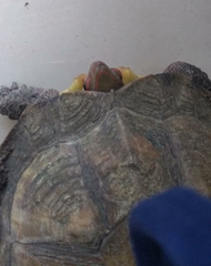 Rhinoclemmys pulcherrima rogerbarbouri