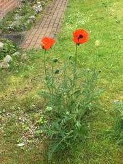 Papaver orientale