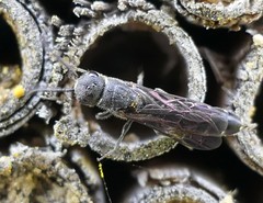 Sapygina decemguttata