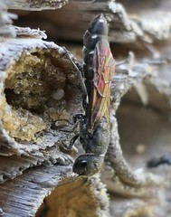 Sapygina decemguttata