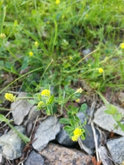 Medicago lupulina