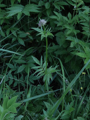 Valeriana officinalis