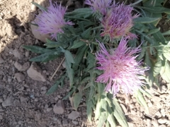 Jurinea humilis