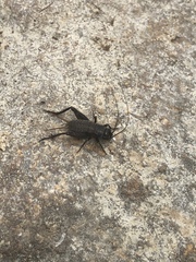 Gryllus texensis