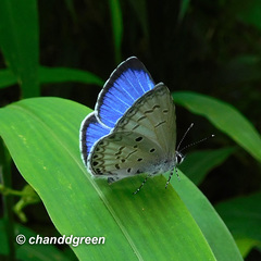 Celastrina lavendularis