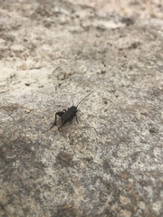 Gryllus texensis