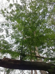 Libidibia sclerocarpa